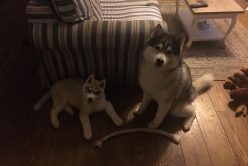 Lumi 2